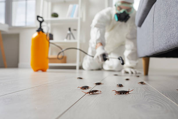 Commercial Rodent Management in La Monte